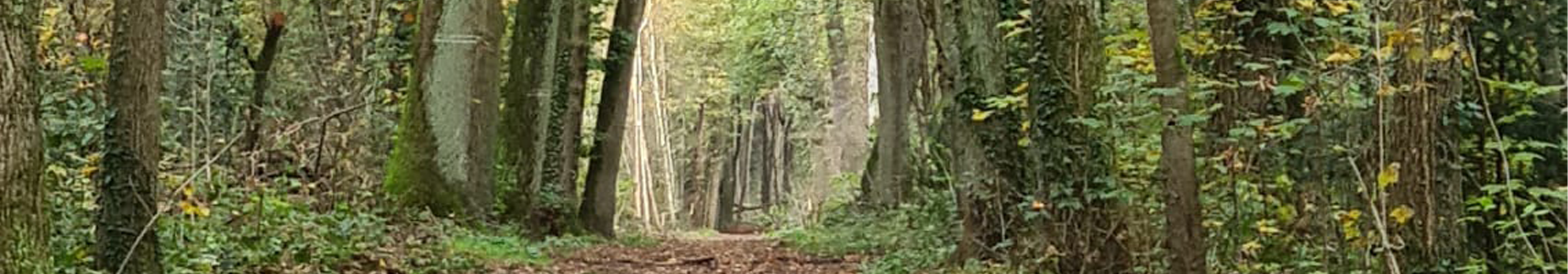 holzbohren headgrafik