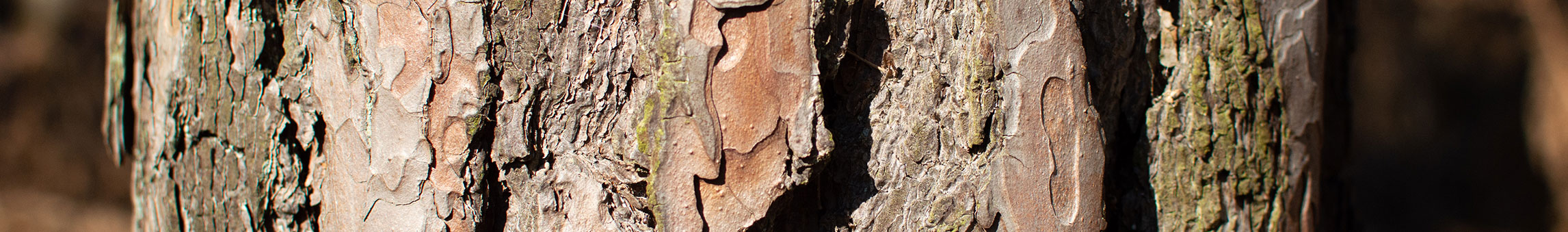 holzbohren headgrafik