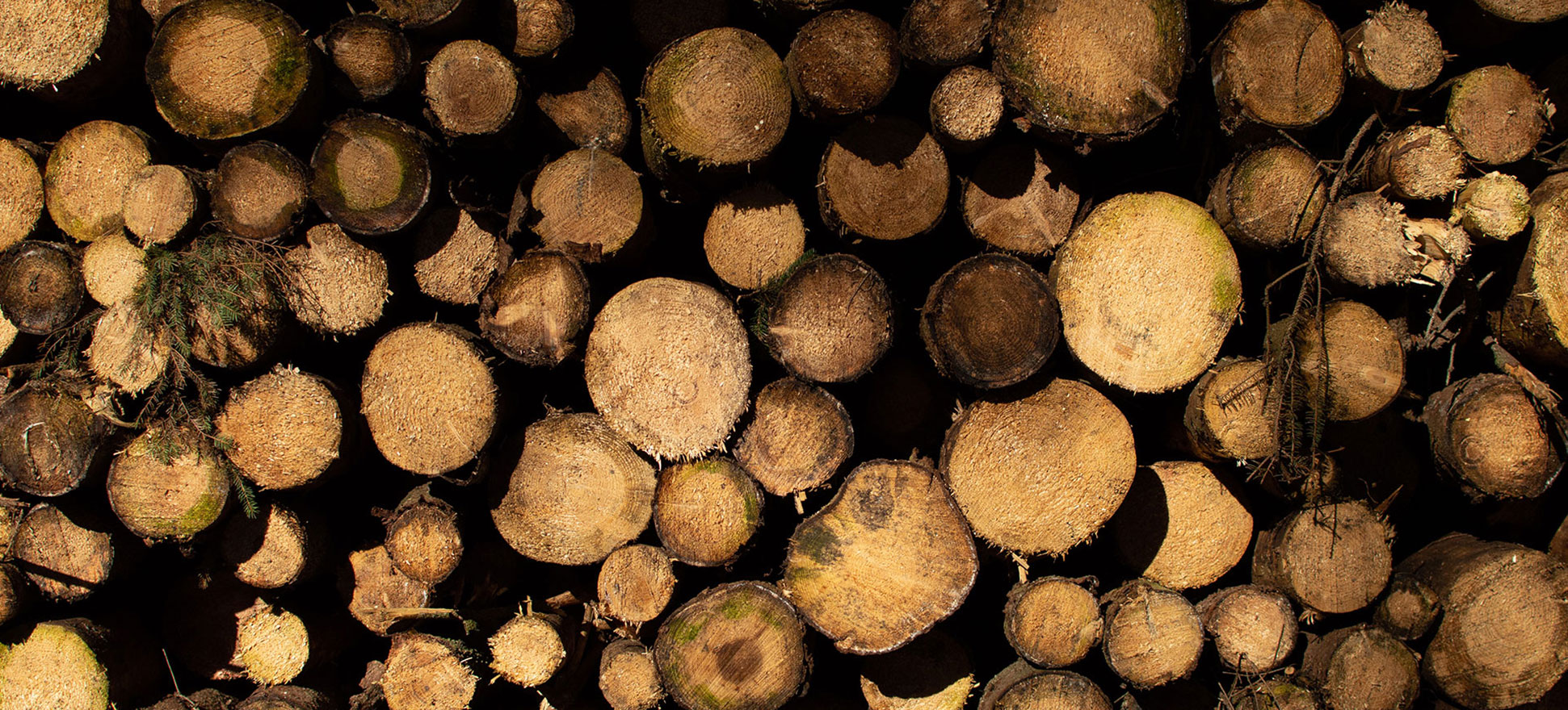 Holzbohren aus Herdecke